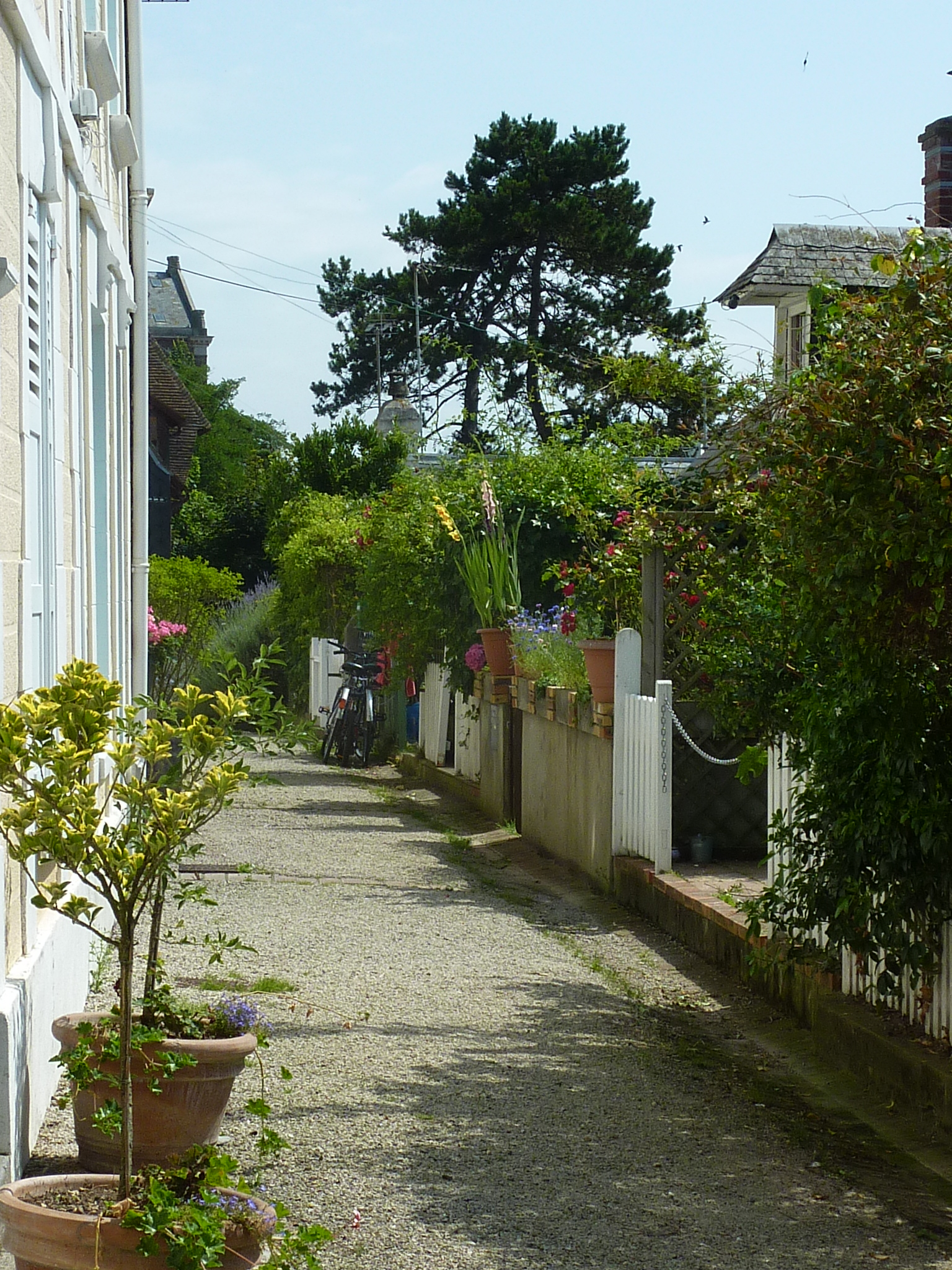 Vue du chemin piéton devant les anciennes maisons de pêcheurs, cèdre et petits jardins, Trouville Calvados